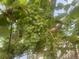 Lush grape vines thriving inside of the property's greenhouse at 456 Copperdale Ln, Golden, CO 80403