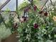 Beautiful greenhouse with flourishing plants including poppies and vines at 456 Copperdale Ln, Golden, CO 80403