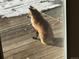 A red fox sits on the back deck at 24087 Deer Valley Rd, Golden, CO 80401