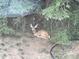 A young deer rests in the lush backyard at 24087 Deer Valley Rd, Golden, CO 80401