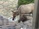 Two elk drinking from a birdbath at 24087 Deer Valley Rd, Golden, CO 80401
