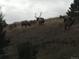 Majestic elk graze on a hillside at 24087 Deer Valley Rd, Golden, CO 80401