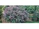 Lush landscape with beautiful pink flowering hibiscus at 17280 W 70Th Ave, Arvada, CO 80007