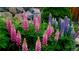 Beautiful lupine flowers blooming in the home's garden at 17280 W 70Th Ave, Arvada, CO 80007