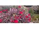 Charming red flowering hibiscus in the home's garden at 17280 W 70Th Ave, Arvada, CO 80007