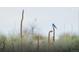 Mountain bluebird perched on a stalk of mullein at 17240 Hop Clover Ave, Parker, CO 80134