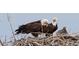 Two adult bald eagles with a chick in a nest at 17240 Hop Clover Ave, Parker, CO 80134