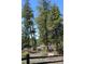 Wooded backyard with lush trees, rocks, and natural beauty, perfect for enjoying peaceful outdoor living at 28650 Cavan Ln, Evergreen, CO 80439