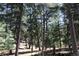 A dense forest of tall trees, creating a peaceful atmosphere at 28650 Cavan Ln, Evergreen, CO 80439