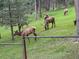 Elk herd grazing in a sunny meadow, highlighting the tranquil natural setting behind a gated fence at 4724 Hopi Rd, Indian Hills, CO 80454