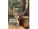 A majestic elk with velvet antlers gazes serenely in a forested area, highlighting the serene wildlife setting at 4724 Hopi Rd, Indian Hills, CO 80454