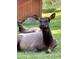 Graceful female elk in a peaceful meadow, showcasing the serene natural surroundings and local wildlife at 4724 Hopi Rd, Indian Hills, CO 80454