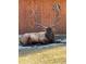 Majestic elk with large antlers rests on a lawn, showcasing the tranquility of the area's wildlife at 4724 Hopi Rd, Indian Hills, CO 80454