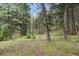 Land in a densely wooded area, offering privacy and seclusion for a custom home or recreational use at 16861 Wrangler Trl, Littleton, CO 80127