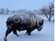 Bison covered in snow at 6334 N Dayton Way, Denver, CO 80238
