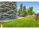 Wide shot of a spacious backyard with lush green lawn, mature trees, privacy fence, and inviting patio area at 2531 S Hoyt Ct, Lakewood, CO 80227