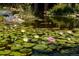 Lush lily pad garden with blooming flowers, creating a serene and inviting water feature in the landscape at 8361 Piney Creek Rd, Parker, CO 80138