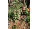 Close-up of a lush garden filled with blooming flowers and thriving plants at 4416 Brentwood St, Wheat Ridge, CO 80033