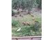 Captured from the deck, a large group of elk grazing peacefully amidst the trees at 3961 Mossy Rock Ln, Evergreen, CO 80439