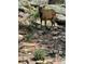 Elk grazing near the property at 3961 Mossy Rock Ln, Evergreen, CO 80439