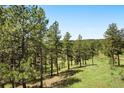 The grassy backyard features mature trees and vegetation and room to play at 2122 Cramner Ct, Evergreen, CO 80439