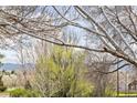 Scenic backyard view through trees, featuring the landscape and mountain view in the distance at 2590 S Independence St, Lakewood, CO 80227