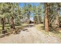 Gravel driveway leading to a charming house surrounded by tall pine trees on a sunny day at 8782 S Ault Ln, Morrison, CO 80465