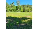A grassy field is surrounded by mature trees at 141 Virginia Ave, Palmer Lake, CO 80133