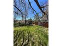 Secluded backyard with mature trees and lush greenery, offering privacy and shade at 10064 W Lake Dr, Littleton, CO 80127