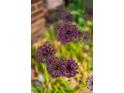 Close-up of purple allium flowers in a garden setting, showing vibrant color and unique textures at 9502 W Hialeah Pl, Littleton, CO 80123