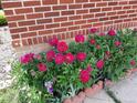 Vibrant pink flowers planted along a brick wall, adding a touch of color to the exterior at 971 Elm Pl, Thornton, CO 80229