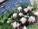 Beautiful display of white and pink flowers with lush green foliage in an outdoor garden setting at 971 Elm Pl, Thornton, CO 80229