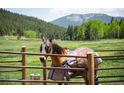 A horse with protective gear stands in a lush pasture with mountains in the background at 11652 Camp Eden Rd, Golden, CO 80403