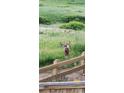 Buck with large antlers crosses wooden fence in yard with tall grasses and natural vegetation at 5049 Heatherglen Dr, Highlands Ranch, CO 80130