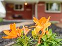 A close-up shot of vibrant orange lilies blooming in the front yard landscaping add charm at 5185 N Meade Street St, Denver, CO 80221