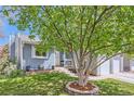 Beautiful home with a lush front yard featuring a mature tree and manicured lawn at 4071 E 126Th Pl, Thornton, CO 80241