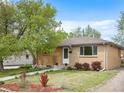 Charming brick home with a well-maintained lawn, mature trees, and inviting curb appeal at 7987 Durango St, Denver, CO 80221