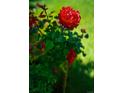 Close-up shot of vibrant red roses blooming in the garden outside of the home at 1856 S Monroe St, Denver, CO 80210