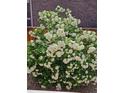 A large bush full of round, white flowers sits beside a wooden fence and brick wall at 20058 E Dartmouth Dr, Aurora, CO 80013