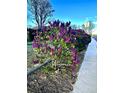 Front yard landscaping featuring blooming lilac bushes at 8030 Ogden St, Denver, CO 80229