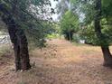An image showcasing the trees, and grassy area of the surrounding property at 5302 Tennyson St, Denver, CO 80212