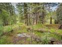Wooded backyard featuring a quaint bridge over a gentle stream for a peaceful nature setting at 12346 Bear Haven Rd, Conifer, CO 80433