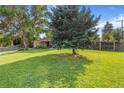 Spacious front yard featuring a large tree, lush green grass, and a view of the home at 111 S Eaton St, Lakewood, CO 80226