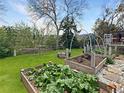 Expansive backyard featuring thriving raised garden beds on a lush lawn, perfect for gardening enthusiasts at 12622 W Radcliff Ave, Morrison, CO 80465