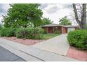 Front yard of cozy brick home with long driveway, mature trees, green bushes and pink decorative rock at 3222 Fenton St, Wheat Ridge, CO 80212