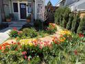 Beautifully landscaped front yard featuring a stone pathway, a variety of colorful tulips, and shrubs at 10624 W Berry Pl, Littleton, CO 80127