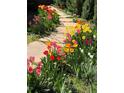 Stone walkway lined with red, pink, orange, yellow and white tulips, and green foliage at 10624 W Berry Pl, Littleton, CO 80127