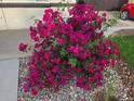 Lush pink flowers accent the front yard landscaping in this close up view at 3540 Niagara St, Denver, CO 80207