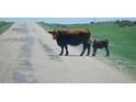 Cows on the property at 5129 S Tom Bay Rd, Bennett, CO 80102