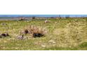 A view of the property highlighting the natural, wild grasses at 5129 S Tom Bay Rd, Bennett, CO 80102